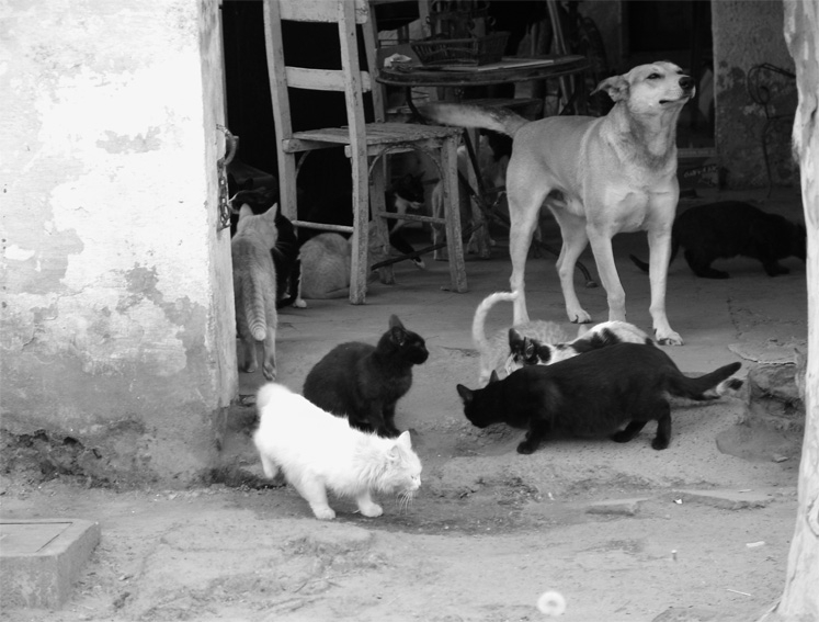 "de perro y gatos" de Vernica Dana