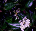 pitosporum tovira (azarero)-flores
