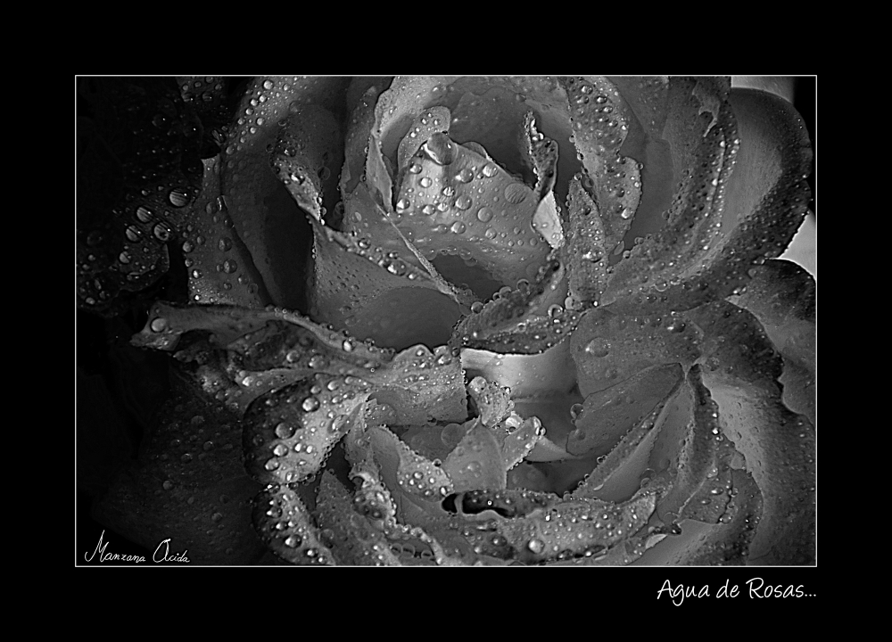 "Agua de Rosas..." de Carmen Esteban