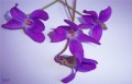 las primeras violetas
