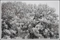 Acacia nevada