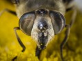 Los Ojitos marrones de la abeja