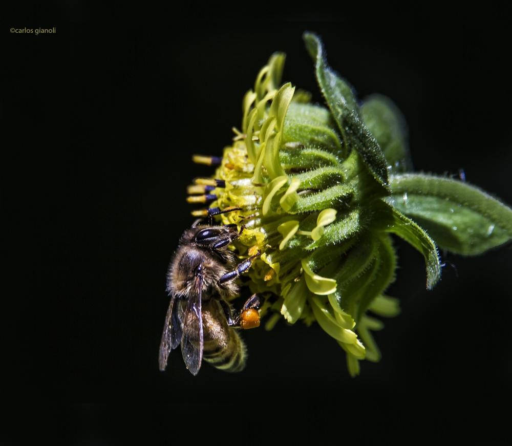 "La abeja y la flor" de Carlos Gianoli