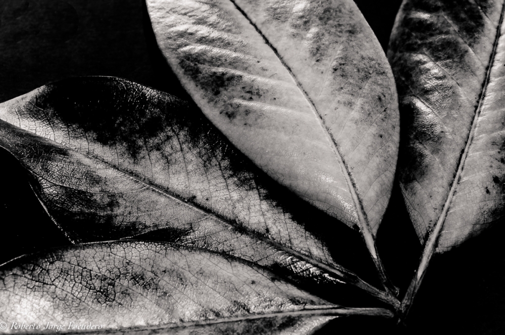 "Cuatro hojas secas" de Roberto Jorge Escudero