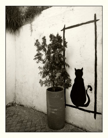 "Dejo al pasar un gato que jamas perseguira pajaros" de Ana Maria Walter
