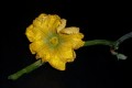 flor de la calabaza