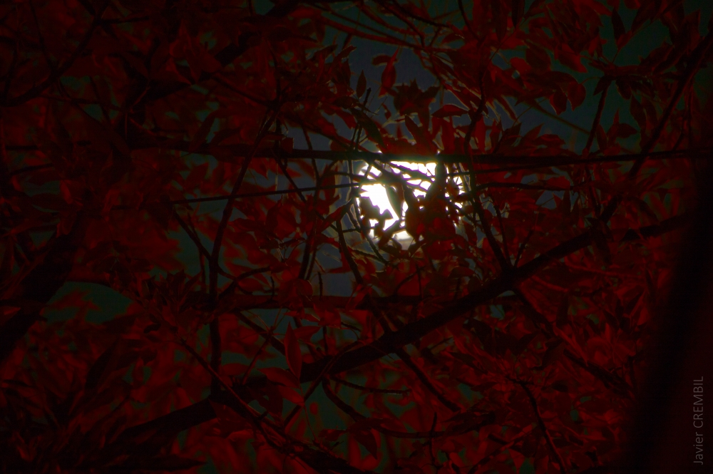 "el arbol se quedo con el rojo de la luna" de Javier Crembil