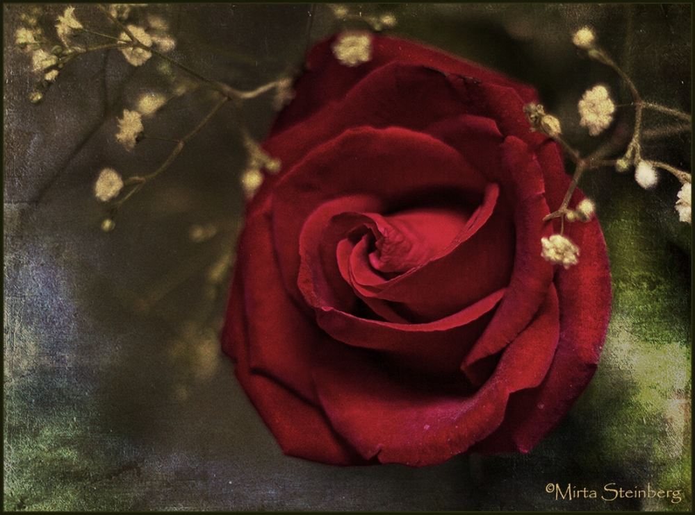 "Un dia una rosa" de Mirta Steinberg