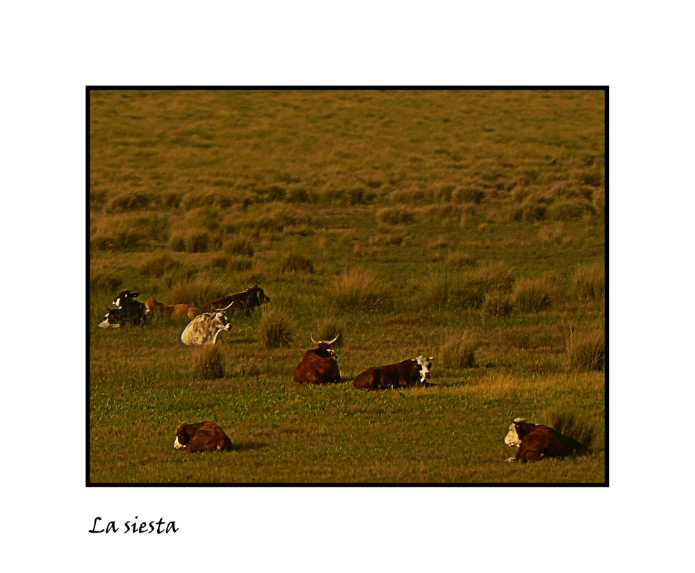 "La siesta" de Nora Lilian Iturbide ( Noral )