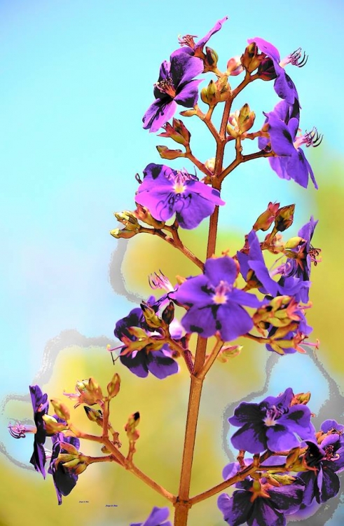"flores de mi jardin" de Jorge Armando Diaz