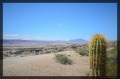 vista de cactus