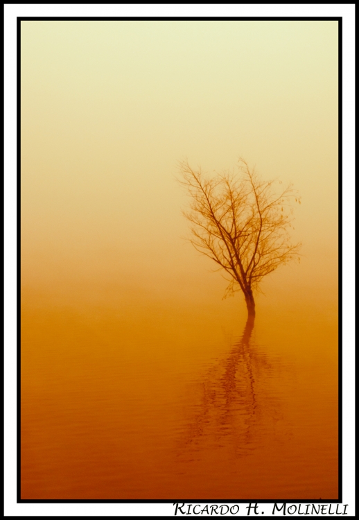 "Niebla y amanecer" de Ricardo H. Molinelli