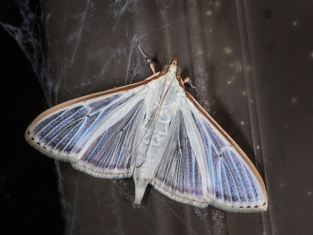 "Mariposa nocturna" de Hctor Martn Tabuyo