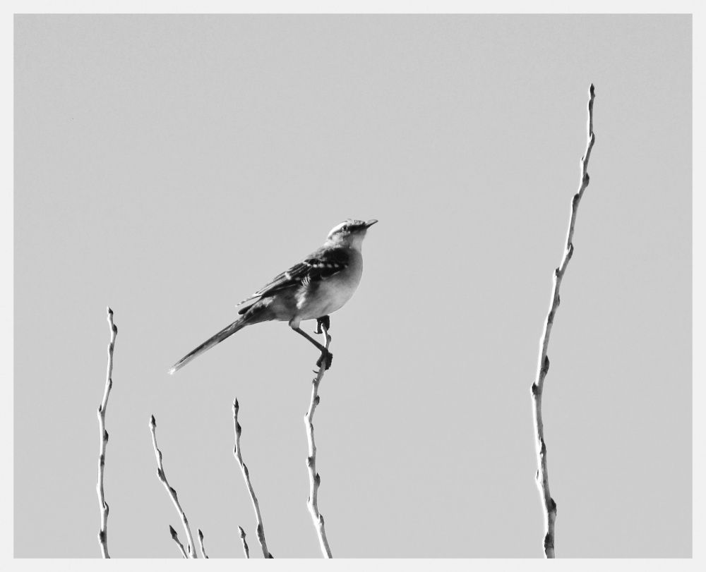 "ave de primavera" de Edgardo Lorenzo