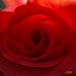 el corazon de la rosa