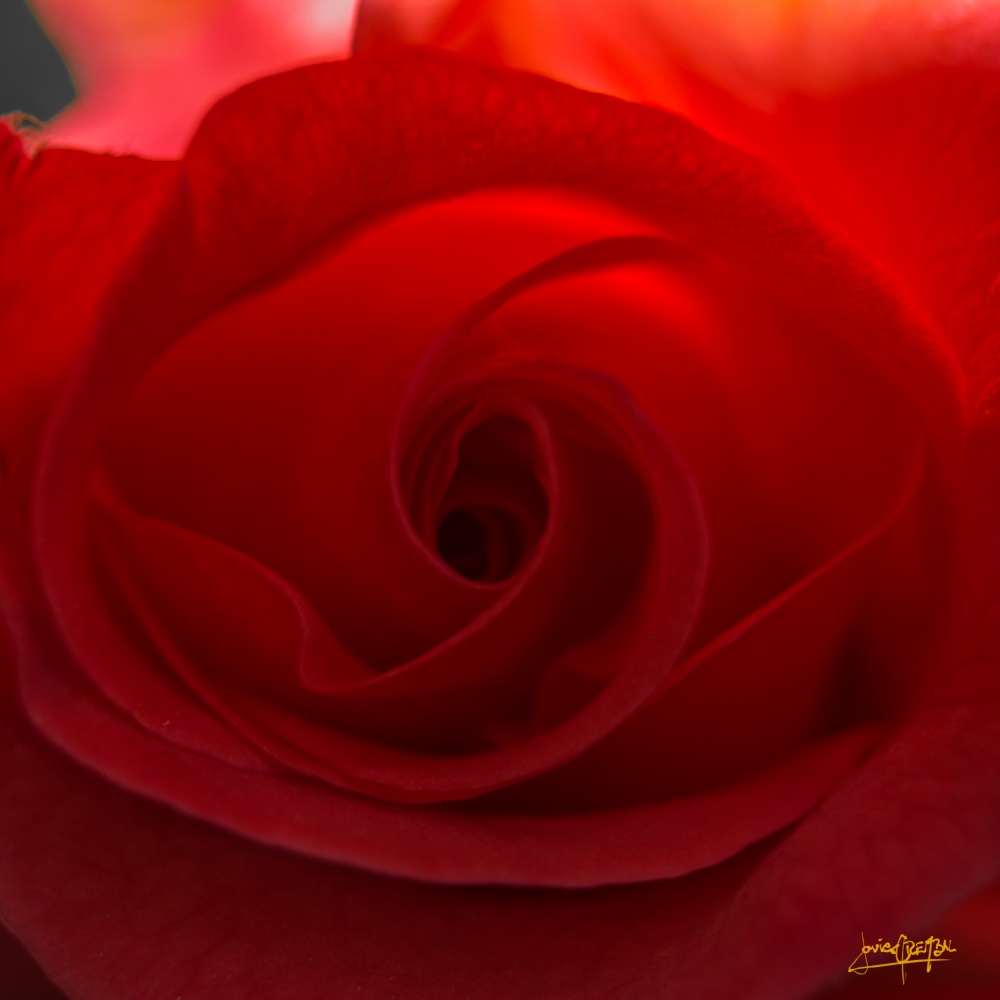 "el corazon de la rosa" de Javier Crembil
