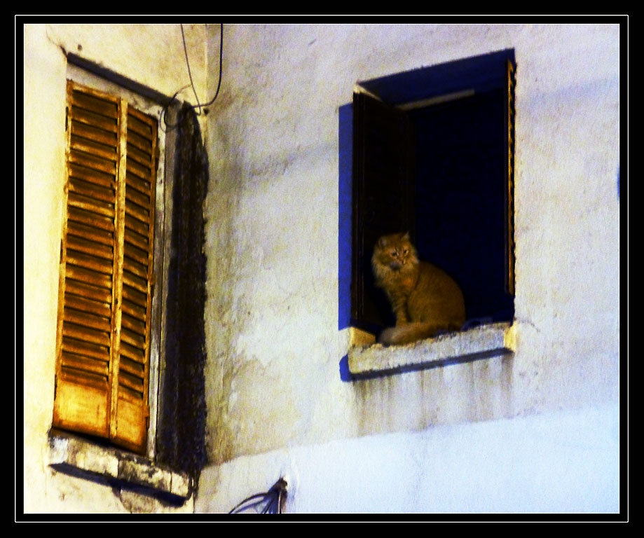 "Un gato en la ventana" de Mascarenhas Cmara. Juan de Brito