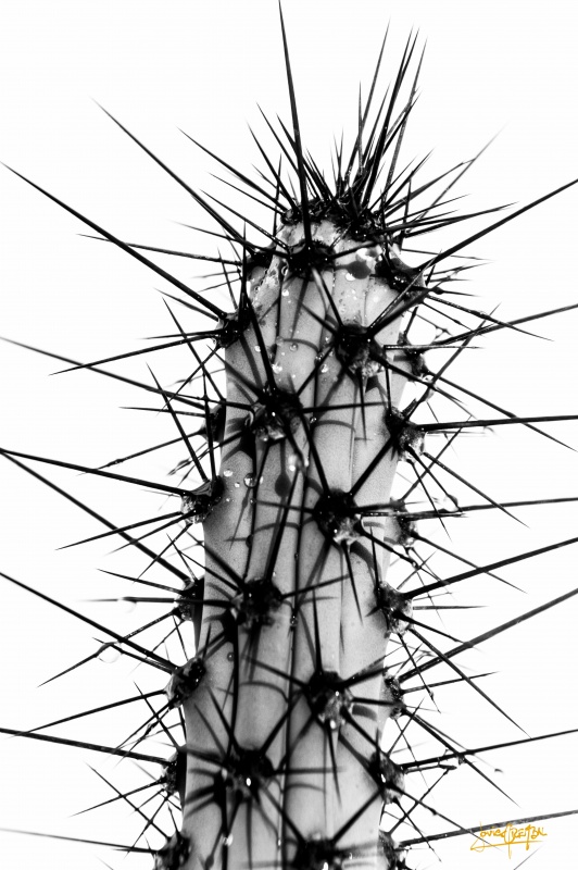 "cactus" de Javier Crembil