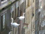 Cisnes en Amsterdam