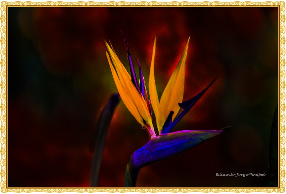 "Flor pjaro" de Eduardo Jorge Pompei