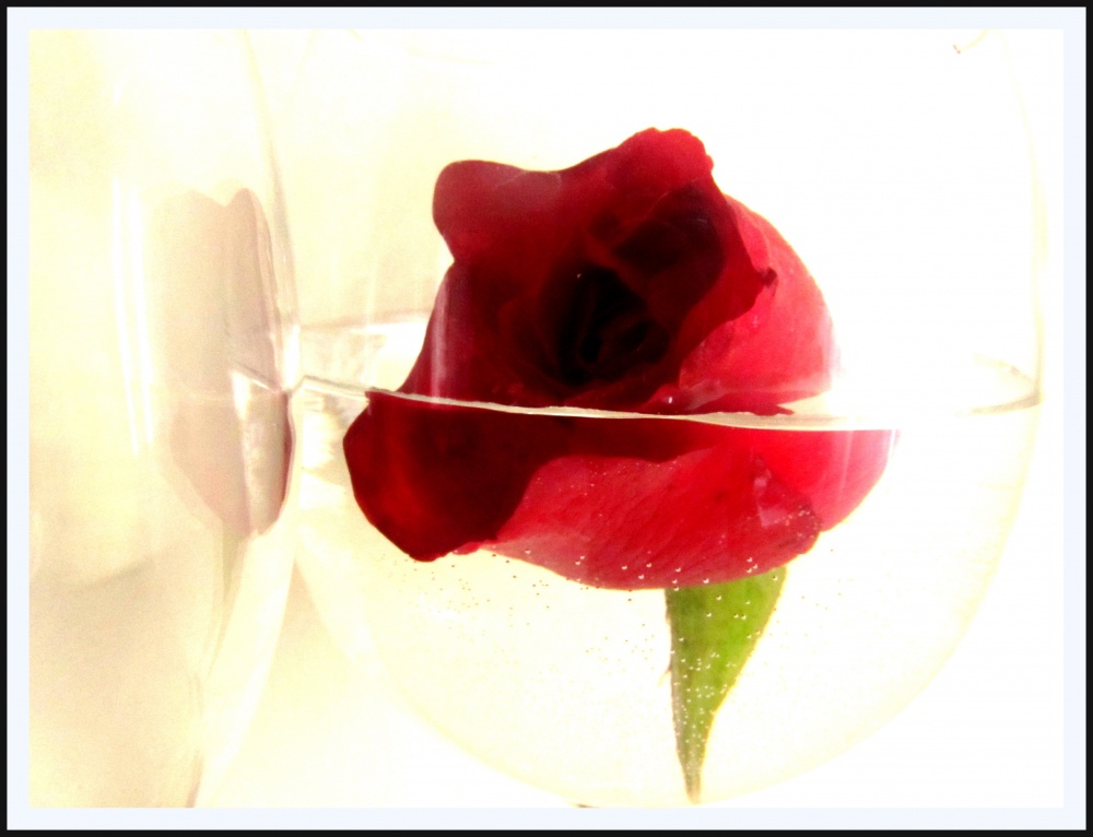"rosa en agua I" de Lilian Moras (morita)