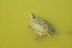 Lento nado de la tortuga colorida del DF