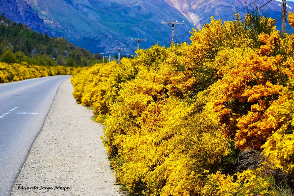 "Bariloche se vestio de amarillo" de Eduardo Jorge Pompei