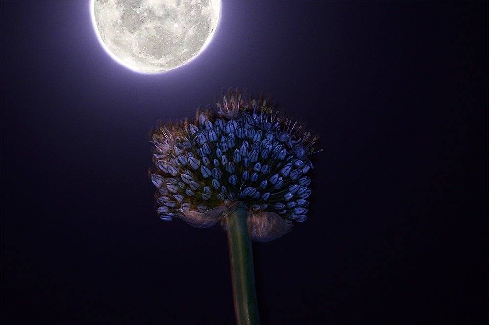 "Flor y Luna" de Dario A. Arrazola