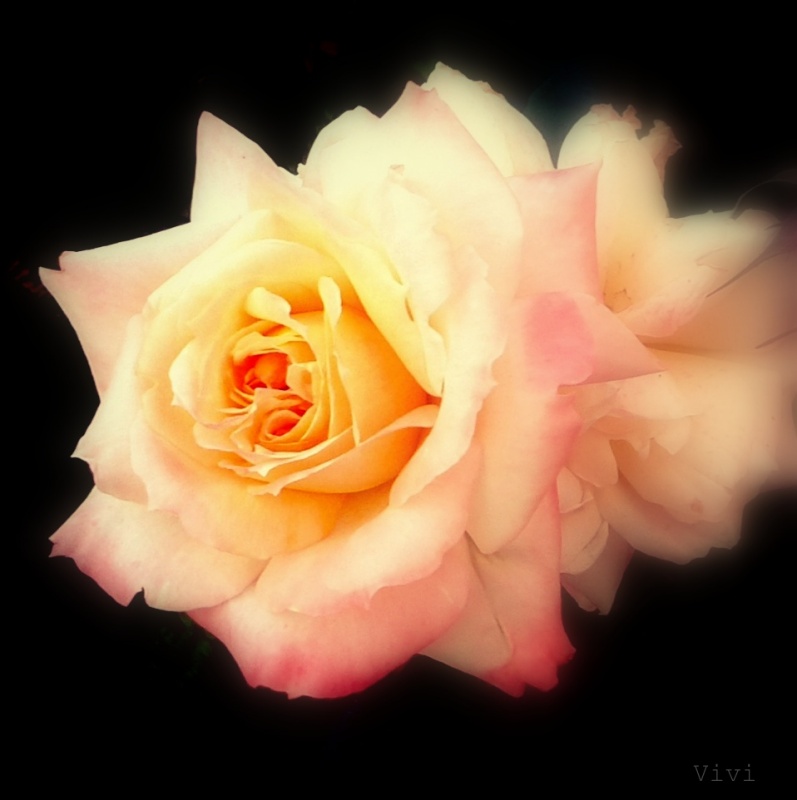 "`Tiempo de rosas`" de Viviana Monguillot Silba