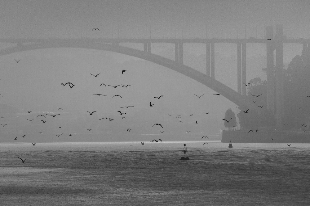 "Seagulls in the fog" de Jos Moutinho