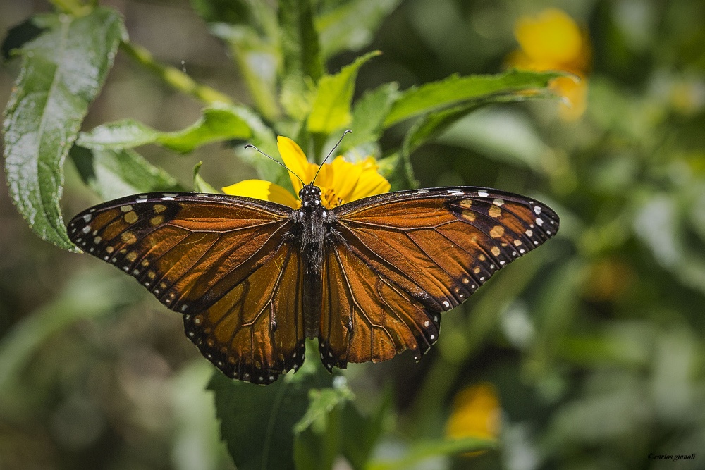 "Mariposa monarca" de Carlos Gianoli