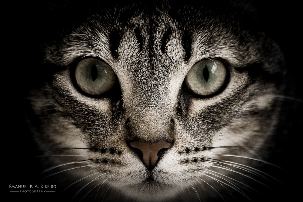 "Tosh... the cat... my cat" de Emanuel Pereira Aparicio Ribeiro