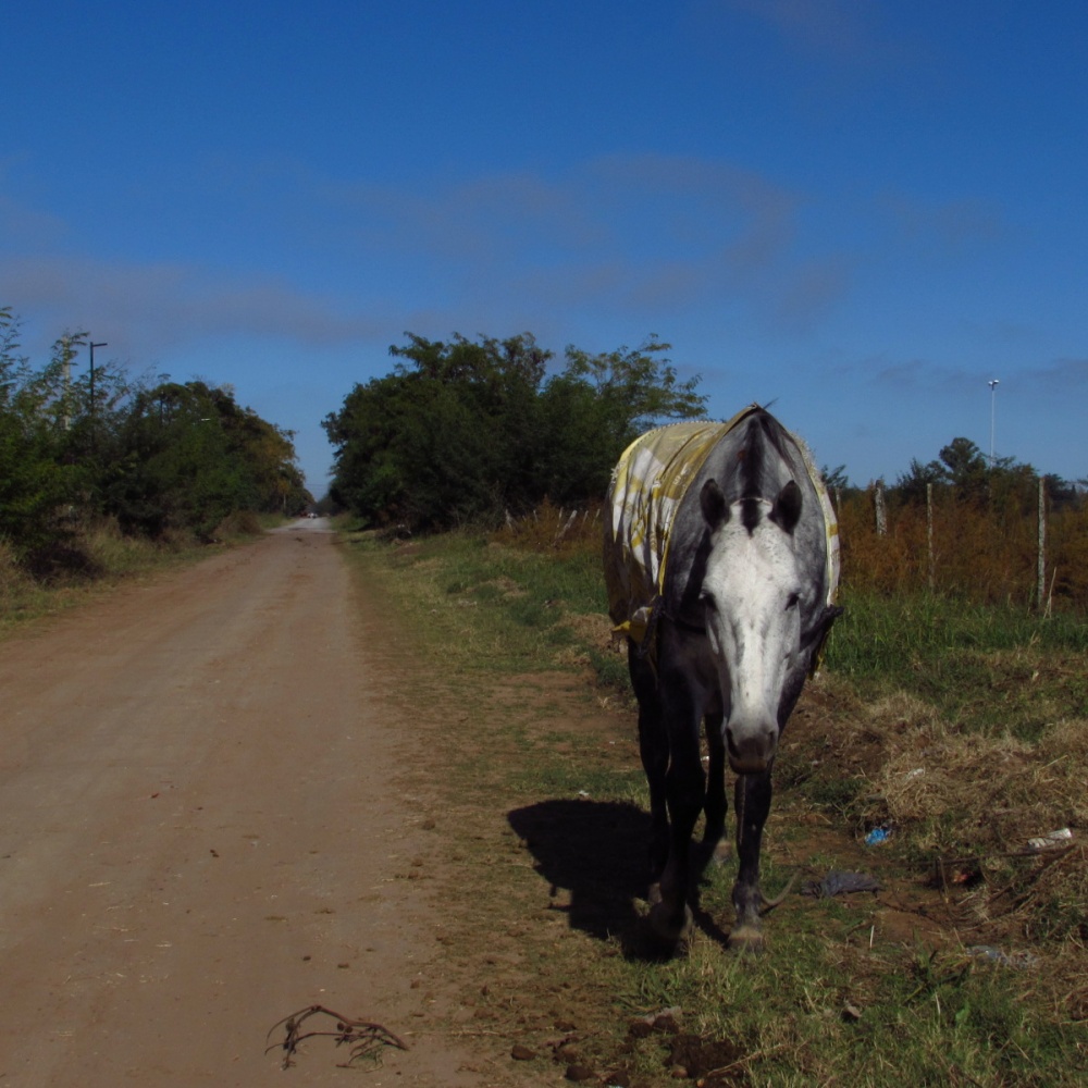 "Un caballo en el camino" de Norma Navarro