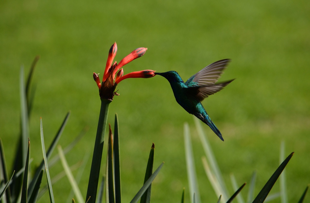 "La flor del colibr" de Rafael Jos Espinosa Ortega