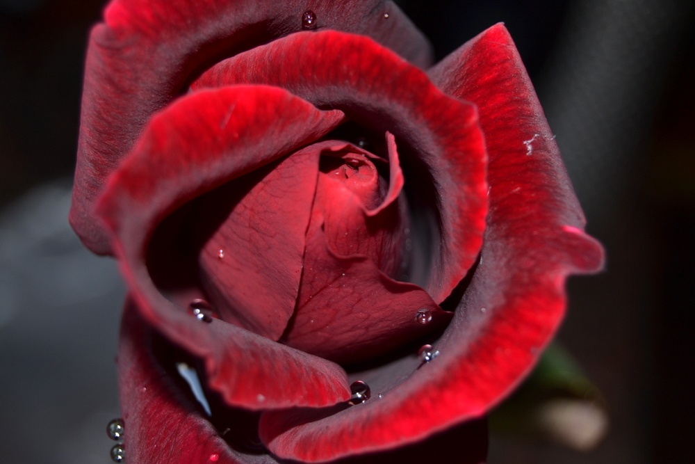 "Te llegar una rosa cada da..." de Fernanda Ferrari (fer)