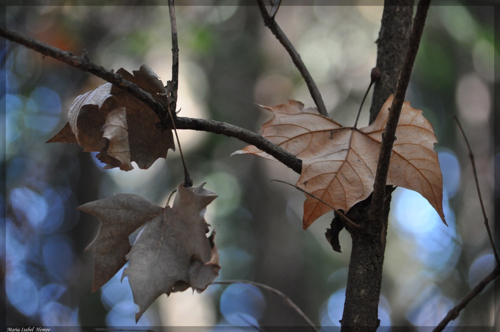 "Las hojas muertas..." de Maria Isabel Hempe