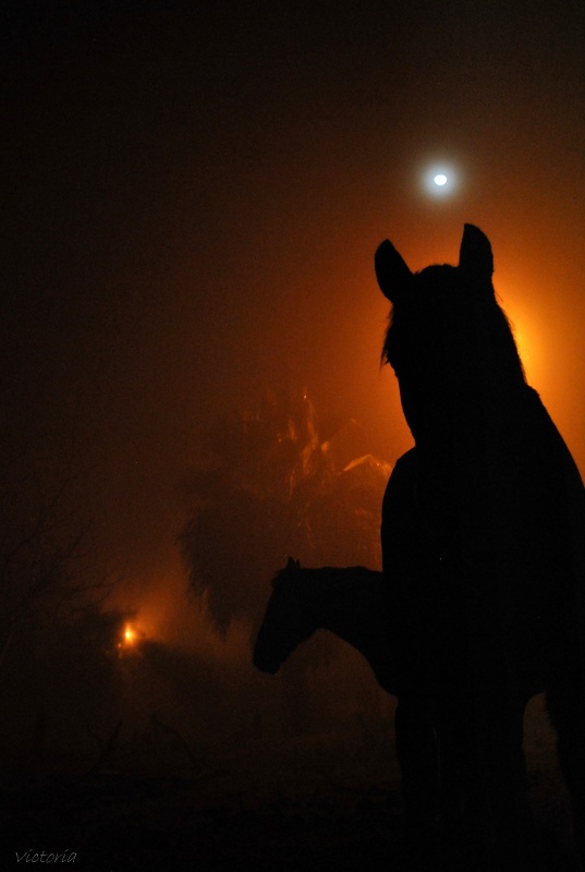 "Noche de Neblina" de Victoria Antonella Martinez