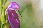 El mosquito y la flor
