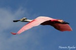 vuelo color de rosa