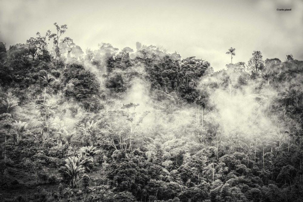 "Mindo, bosque nublado" de Carlos Gianoli