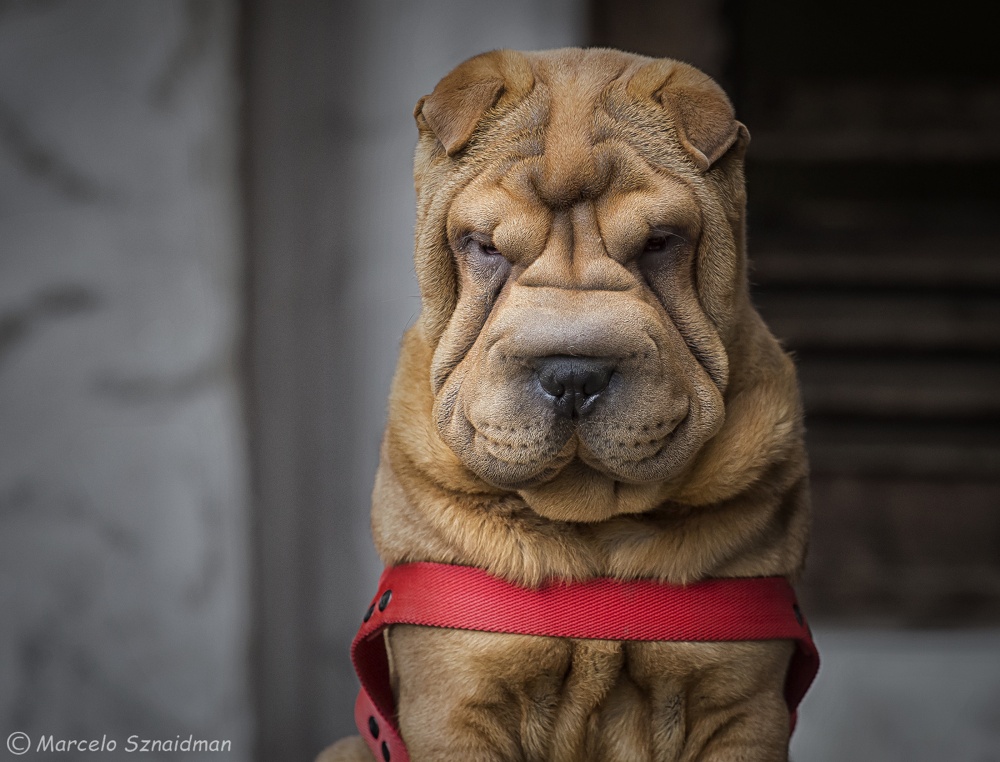 "Retrato canino" de Marcelo Sznaidman