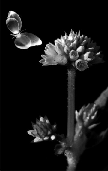 "La mariposa y la flor" de Pillon Juan