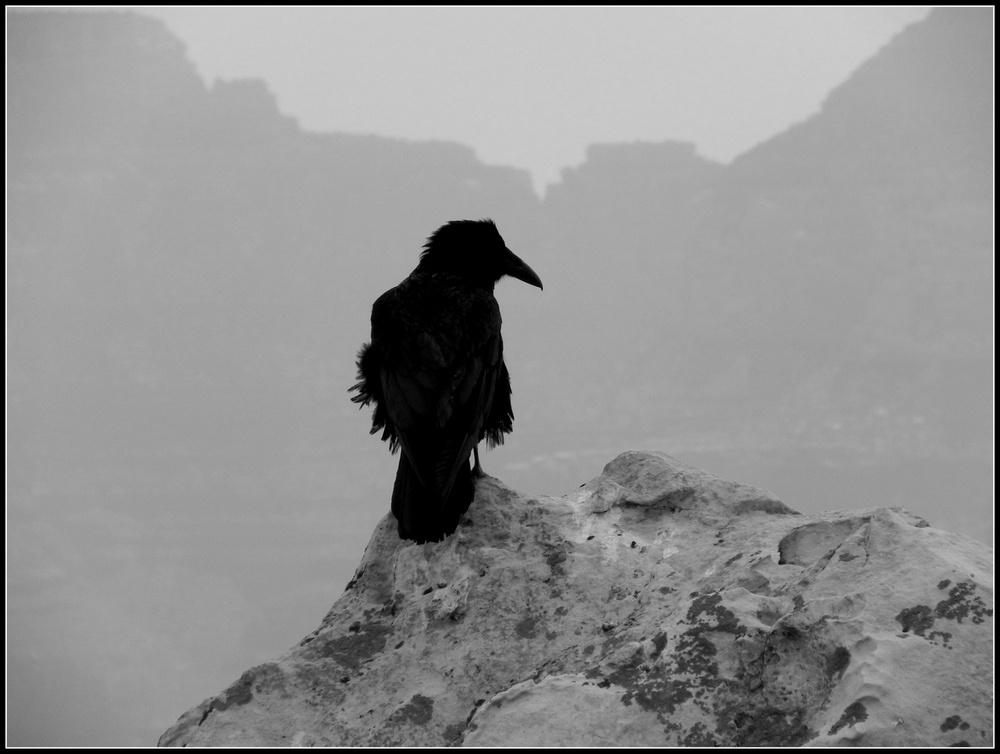 "The black bird" de Fernanda Ferrari (fer)