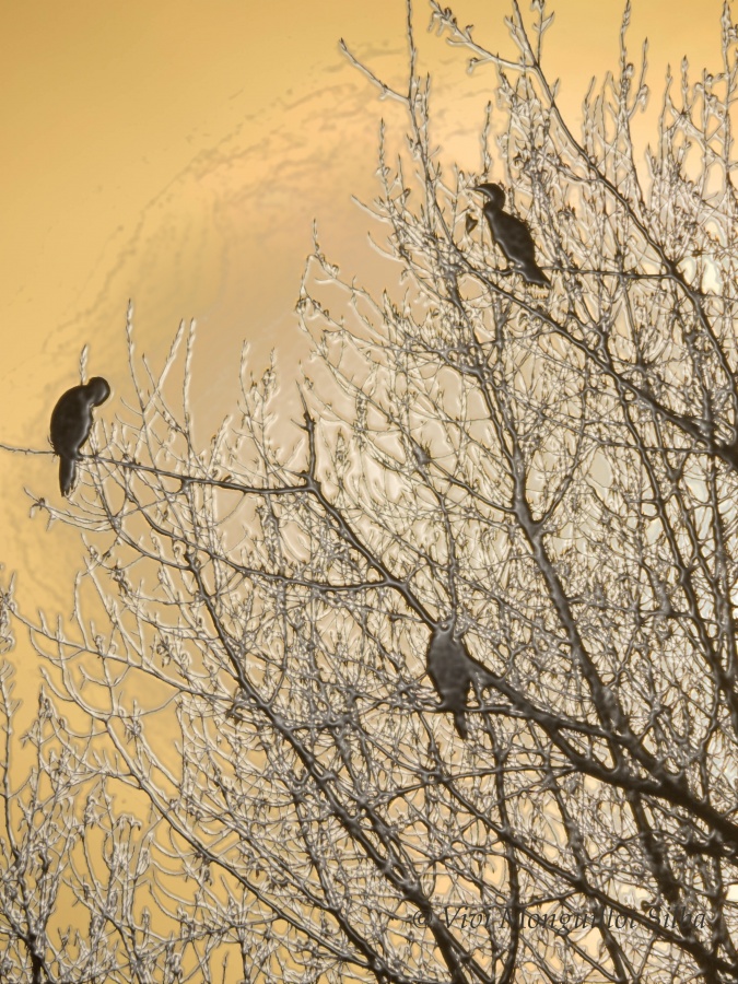 "`Experimento: aves`" de Viviana Monguillot Silba