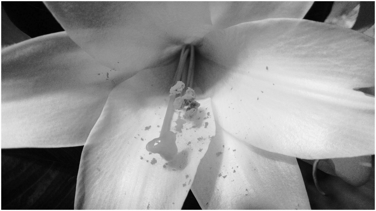 "Dulce aroma" de Cristina de Los Angeles Fernndez