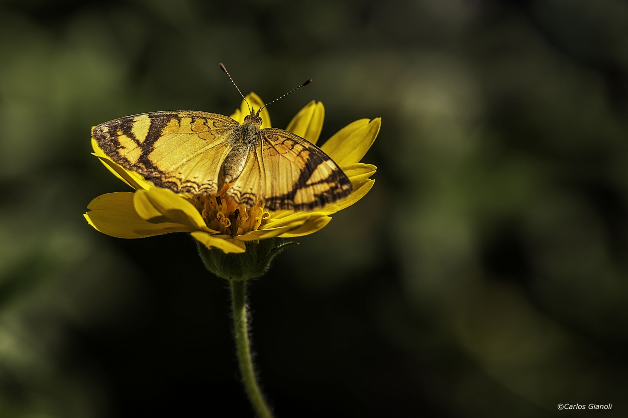 "Mariposa sobre flor amarilla" de Carlos Gianoli
