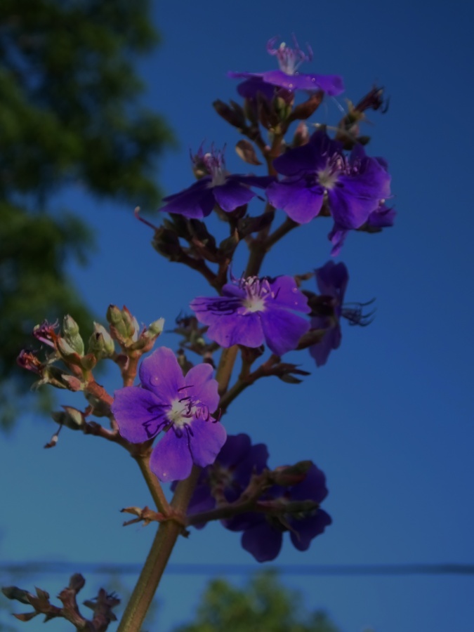 "Flor violeta" de Juan Fco. Fernndez