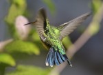 los colores del colibri