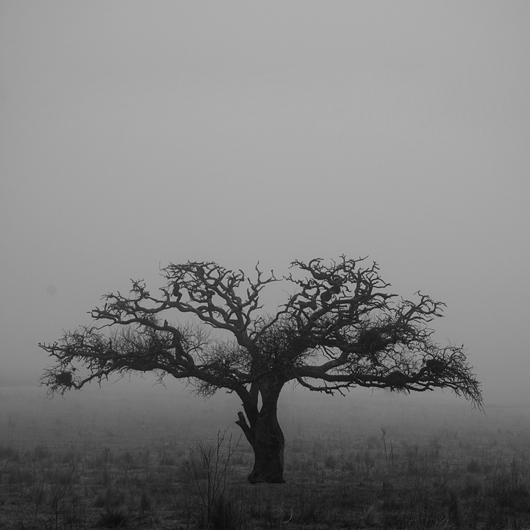 "niebla en el camino" de Gustavo Mlica
