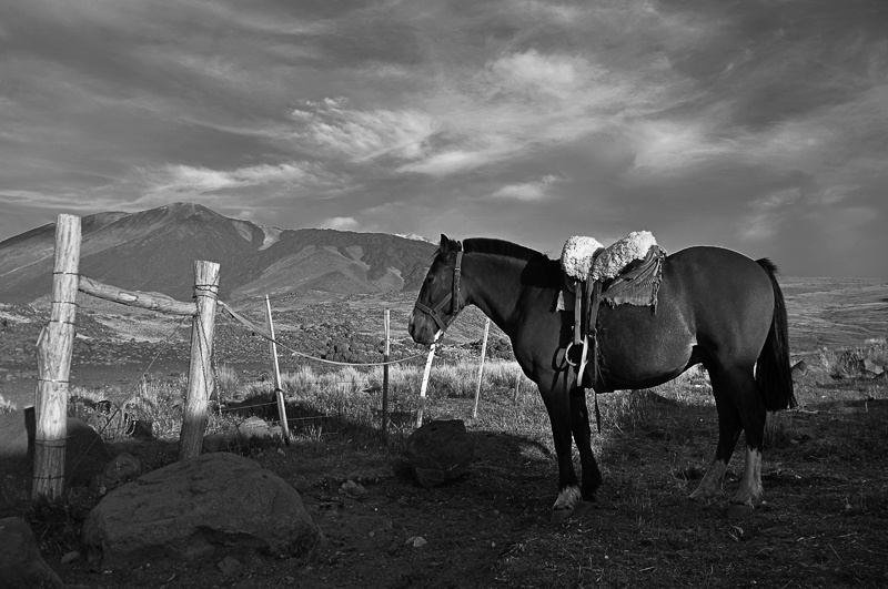 "El caballo del Tromen" de Osvaldo Sergio Gagliardi